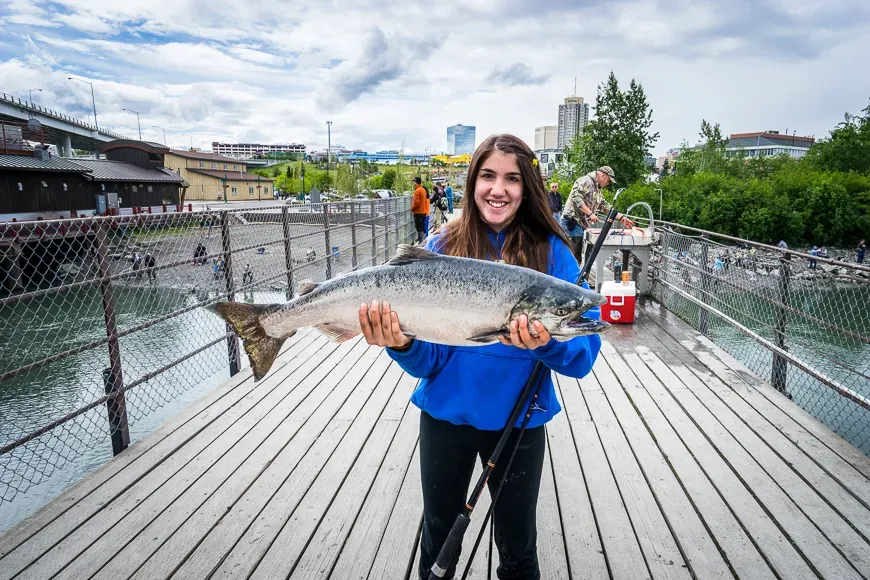 Hauling in salmon at Anchorage's urban salmon Fishery, Ship Creek in Anchorage, Alaska.